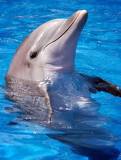 1305834287 2058 FT151803 Delfino