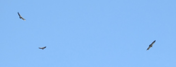 1346750209 2163 FT194007 Sisrente 059