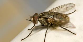 1557839591 1358 FT267440 Mosca Cavallina