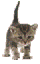 511